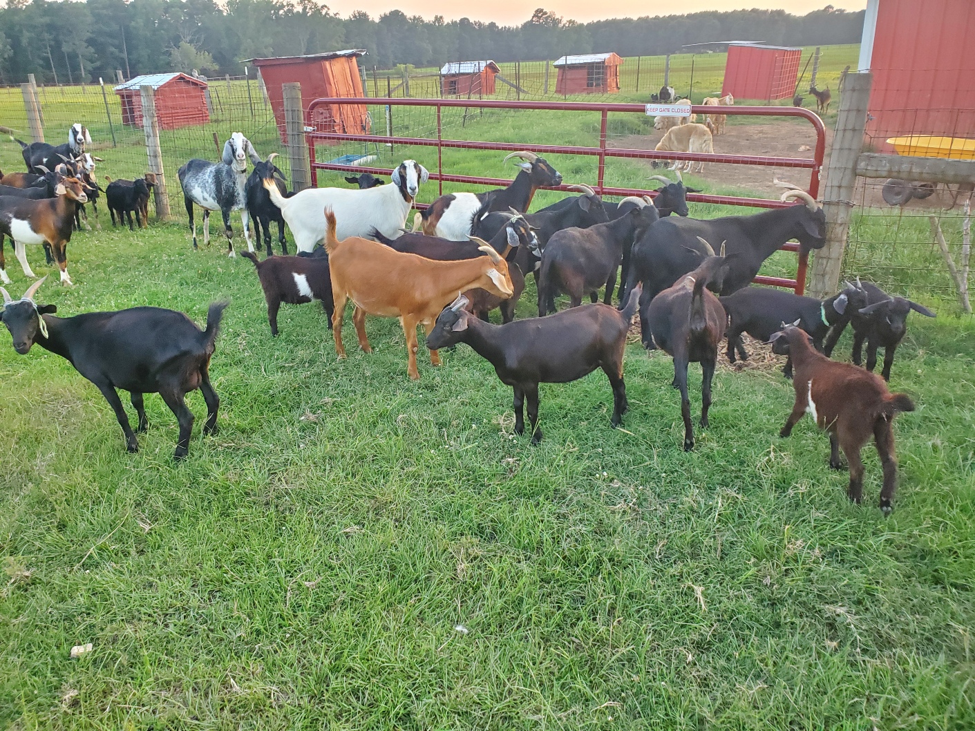 GOAT HERD 2025