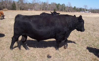 Posse registered black angus bull
