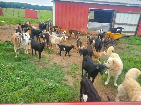 goat herd 1 2025